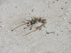 Sceloporus cozumelae