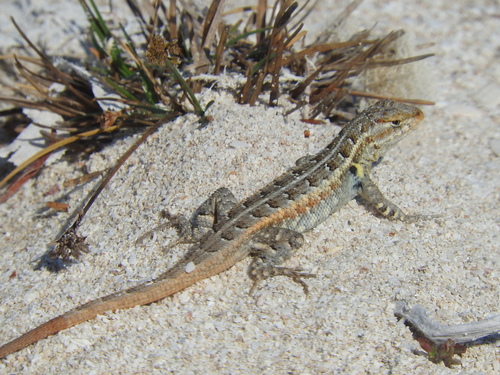 Cozumel Spiny Lizard, Sceloporus cozumelae