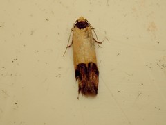 Heteroteucha dichroella