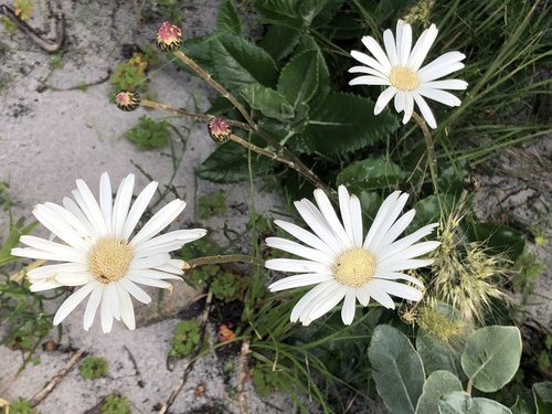 Peninsula Gerbera (Gerbera wrightii)