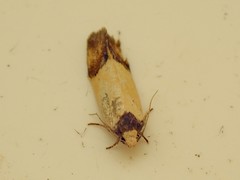 Heteroteucha dichroella