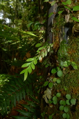 Tmesipteris lanceolata