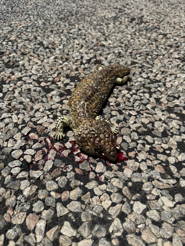 Eastern Shingleback
