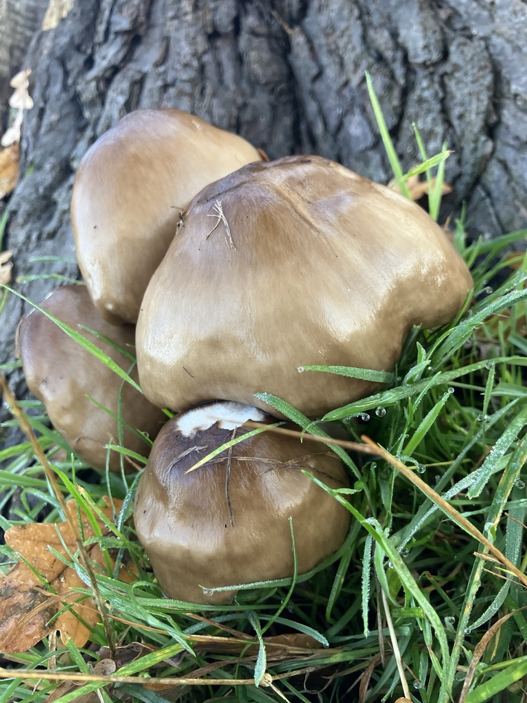 Pluteus cervinus · November 2025 · photo: © empressmoth (iNaturalist, cc0)