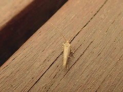 Glaphyristis marmarea