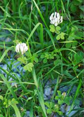 Trifolium clypeatum