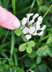 Trifolium clypeatum