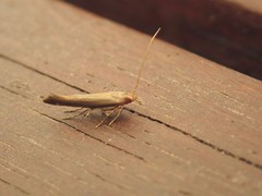 Glaphyristis marmarea