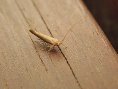 Glaphyristis marmarea