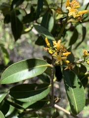 Landolphia kirkii