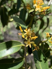 Landolphia kirkii