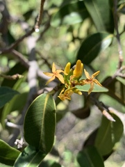 Landolphia kirkii