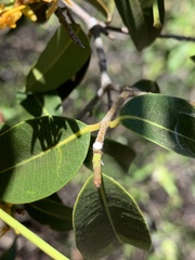 Landolphia kirkii