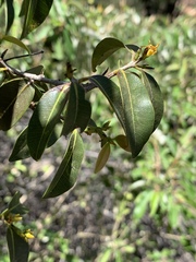 Landolphia kirkii