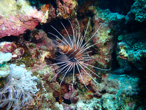 Red Sea Clearfin Lionfish — seen at this dive site