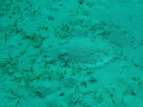 Hooded Cuttlefish — seen at this dive site