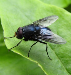 Calliphoroides antennatis