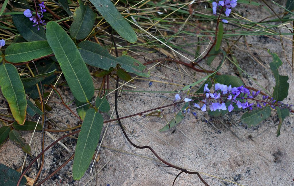 Hardenbergia perbrevidens