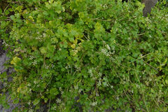 Apium prostratum filiforme