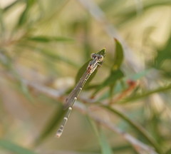 Austrolestes aridus
