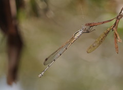 Austrolestes aridus