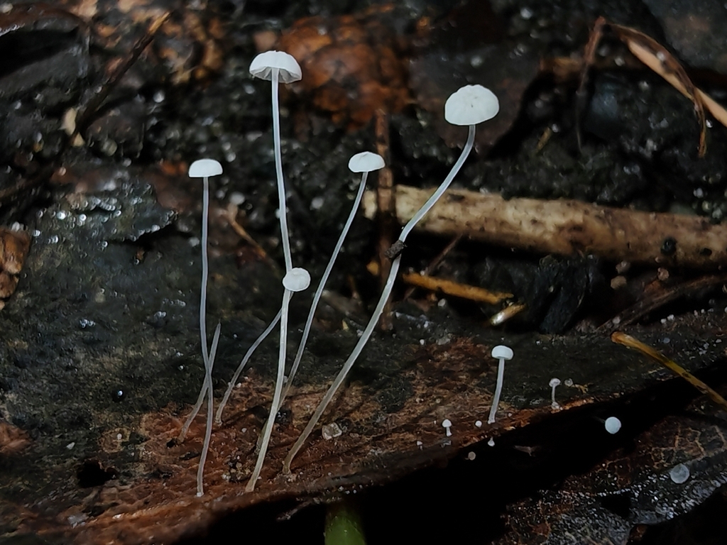 Mycena smithiana · November 2025 · photo: © maiglocke (iNaturalist, cc-by-nc)