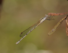 Austrolestes aridus