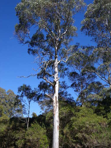 Giant White Gum (Eucalyptus nobilis)