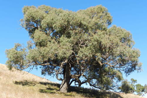 Eucalyptus nortonii, photograph 1
