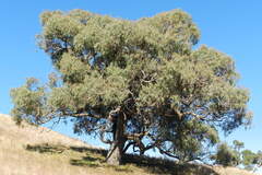 (c) Lachlan Copeland, some rights reserved (CC BY-SA) Eucalyptus nortonii, photograph (c) Lachlan Copeland, some rights reserved (CC BY-SA)