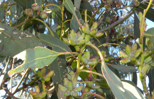 Mealy Bundy (Eucalyptus nortonii)