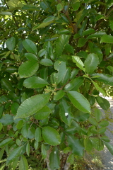 Pterophylla sylvicola