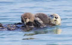 Sea Otter photo 2