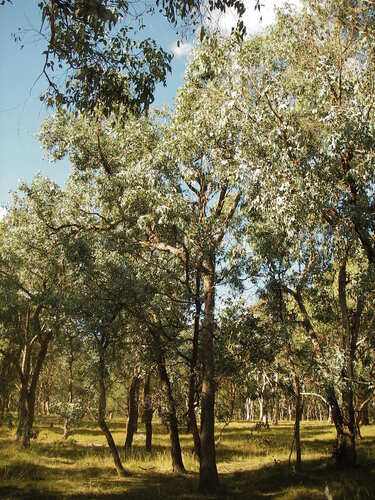New England Peppermint (Eucalyptus nova)