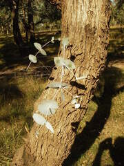 Eucalyptus nova-anglica, photograph (c) Lachlan Copeland, some rights reserved (CC BY-SA)