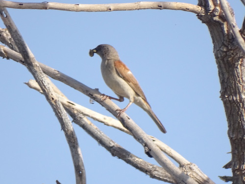 Northern Grey-headed Sparrow