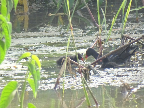 Eurasian Moorhen