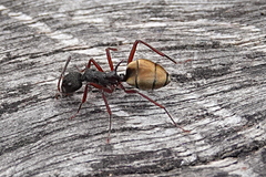 Dolichoderus extensispinus
