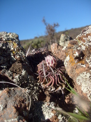 Echinofossulocactus pentacanthus