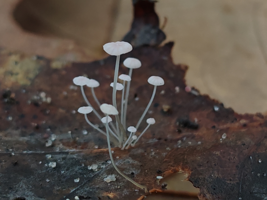 Mycena smithiana