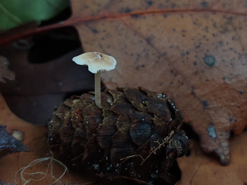 Baeospora myosura · November 2025 · photo: © maiglocke (iNaturalist, cc-by-nc)