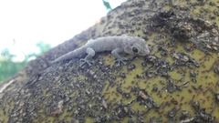 Phyllodactylus nocticolus