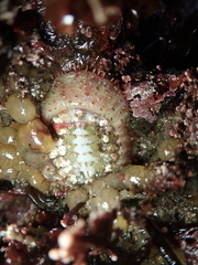 Placiphorella velata