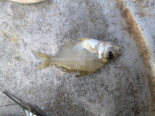 Himalayan glassy perchlet (Parambassis baculis) — Ambassidae — 4