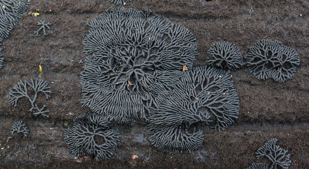 Dothideomycetes
