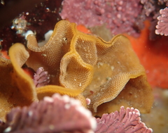 Primavelans insculpta