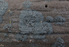 Glonium stellatum