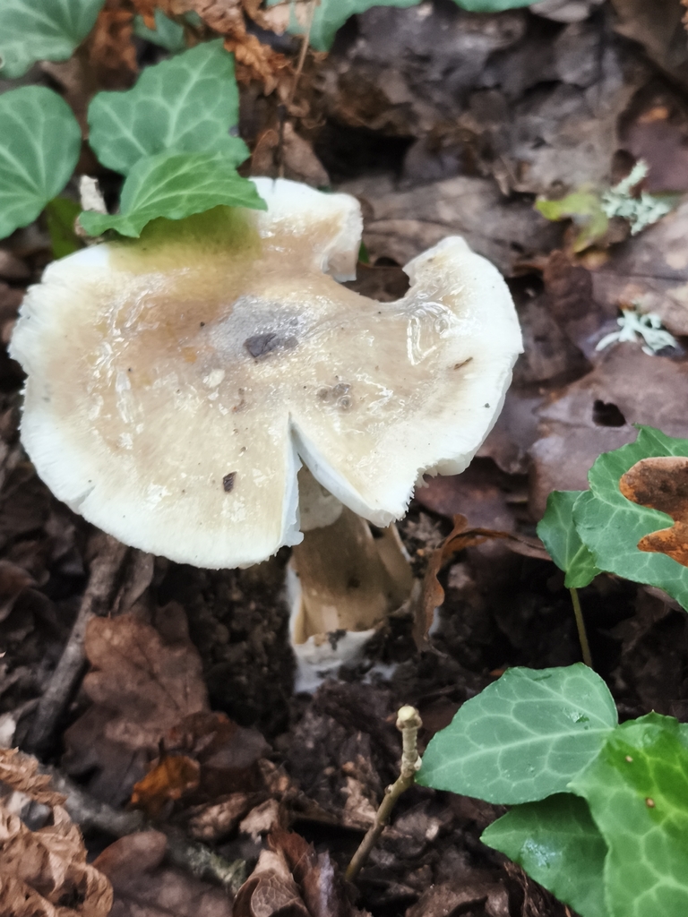 Amanita phalloides · November 2025 · photo: © jose_castro (iNaturalist, CC)