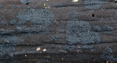 Glonium stellatum