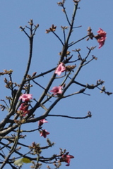 Brachychiton discolor